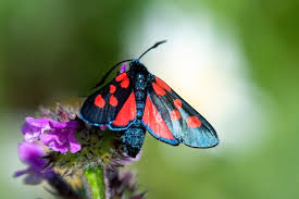 Attēlu rezultāti vaicājumam “Zygaena lonicerae”