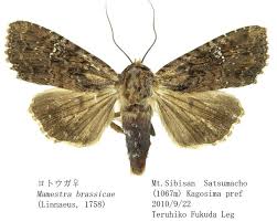 Attēlu rezultāti vaicājumam “Mamestra brassicae exuvia”