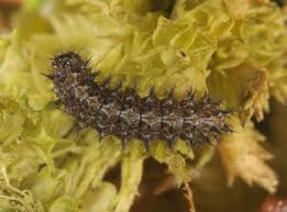 Attēlu rezultāti vaicājumam “Boloria aquilonaris”