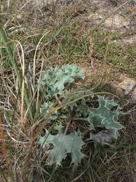 Attēlu rezultāti vaicājumam “Eryngium maritimum leaf”