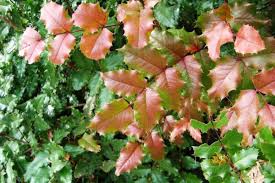 Attēlu rezultāti vaicājumam “Mahonia aquifolium leaf”