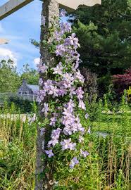 Attēlu rezultāti vaicājumam “Clematis flower”