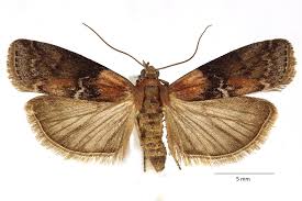 Attēlu rezultāti vaicājumam “Sciota adelphella”