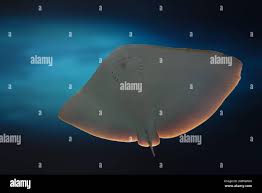 Image result for Gymnura altavela