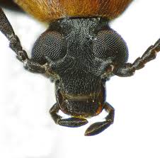 Attēlu rezultāti vaicājumam “Pseudocistela ceramboides”