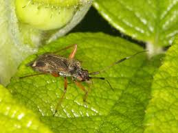 Attēlu rezultāti vaicājumam “Closterotomus biclavatus”