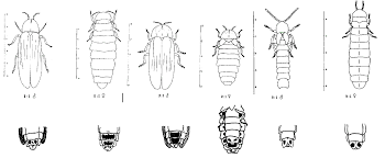 Attēlu rezultāti vaicājumam “Phosphaenus hemipterus male”