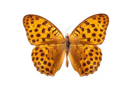 Attēlu rezultāti vaicājumam “Argynnis laodice male”