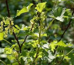Attēlu rezultāti vaicājumam “Blysmus compressus fruit”