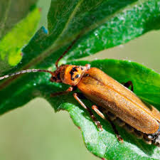 Attēlu rezultāti vaicājumam “Cantharis figurata”