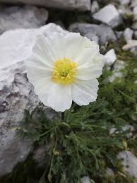 Image result for Alpenmohn