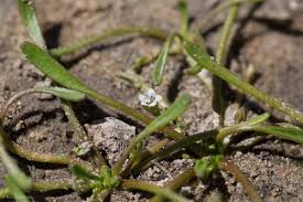 Attēlu rezultāti vaicājumam “Limosella aquatica flower”