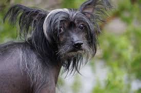Image result for ugliest dog