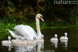 Attēlu rezultāti vaicājumam “Cygnus olor juvenile”