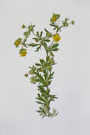 Image result for Potentilla argentea