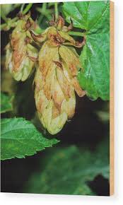 Attēlu rezultāti vaicājumam “Humulus lupulus leaf”