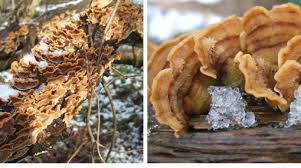 Attēlu rezultāti vaicājumam “Stereum hirsutum”