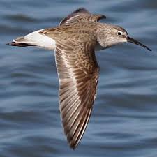 Attēlu rezultāti vaicājumam “Calidris ferruginea”