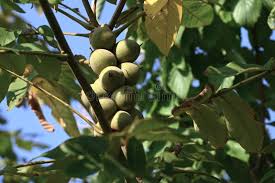 Attēlu rezultāti vaicājumam “Juglans mandshurica”