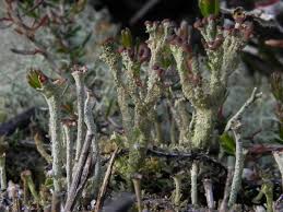 Attēlu rezultāti vaicājumam “Cladonia phyllophora”