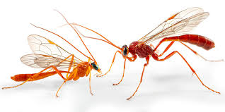 Attēlu rezultāti vaicājumam “Ichneumonidae imago”