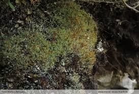 Attēlu rezultāti vaicājumam “Saelania glaucescens”