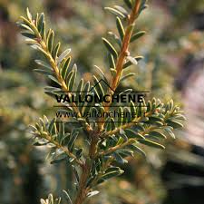 Attēlu rezultāti vaicājumam “Taxus baccata bud”