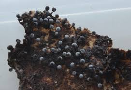 Attēlu rezultāti vaicājumam “Physarum album”