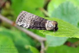 Attēlu rezultāti vaicājumam “Tetheella fluctuosa”