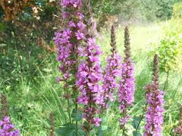 Image result for Blutweiderich