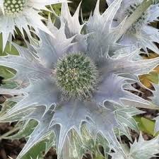 Attēlu rezultāti vaicājumam “Eryngium planum leaf”
