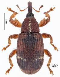 Attēlu rezultāti vaicājumam “Brachonyx pineti”