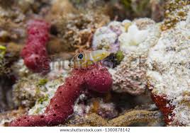 Image result for Halichoeres radiatus