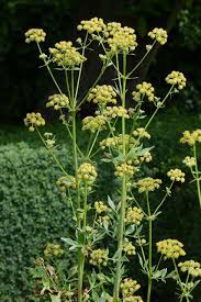 Attēlu rezultāti vaicājumam “Levisticum officinale”