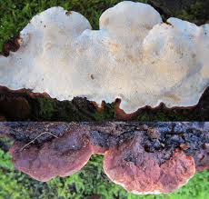 Attēlu rezultāti vaicājumam “Diderma radiatum spores”