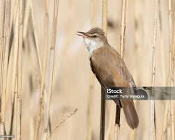 Image result for Acrocephalus arundinaceus