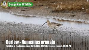 Attēlu rezultāti vaicājumam “Numenius arquata”