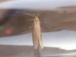 Attēlu rezultāti vaicājumam “Oecetis ochracea”