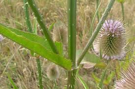 Attēlu rezultāti vaicājumam “Dipsacus fullonum”