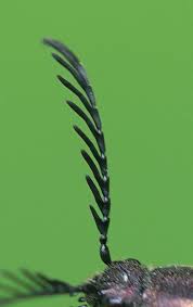 Attēlu rezultāti vaicājumam “Ctenicera pectinicornis male”