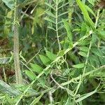 Attēlu rezultāti vaicājumam “Vicia cracca fruit”