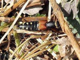 Attēlu rezultāti vaicājumam “Staphylinus erythropterus”