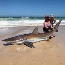 Image result for Petrus rupestris