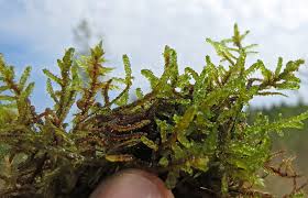 Attēlu rezultāti vaicājumam “Serpoleskea subtilis sporophyte”