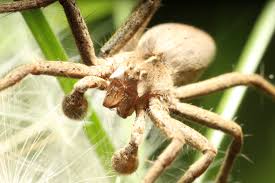 Attēlu rezultāti vaicājumam “Pisaura mirabilis male”