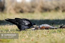 Attēlu rezultāti vaicājumam “Corvus frugilegus adult”