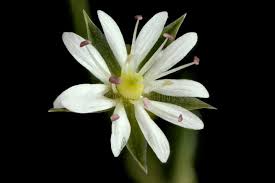 Attēlu rezultāti vaicājumam “Stellaria graminea flower”