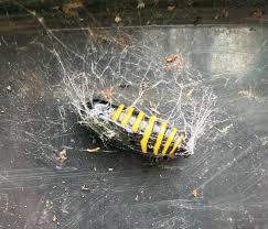 Attēlu rezultāti vaicājumam “Abraxas grossulariata pupa”