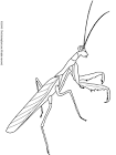Praying Mantis coloring page