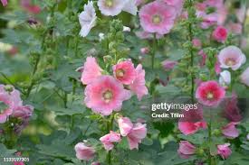 Image result for Alcea (althaea) rosea